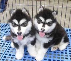 阿拉斯加最新爆料,最新爆料揭示不为人知的真相  第3张